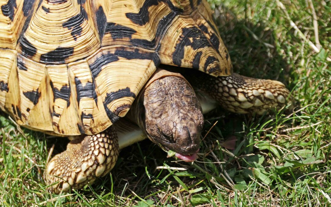 Leopard Tortoise