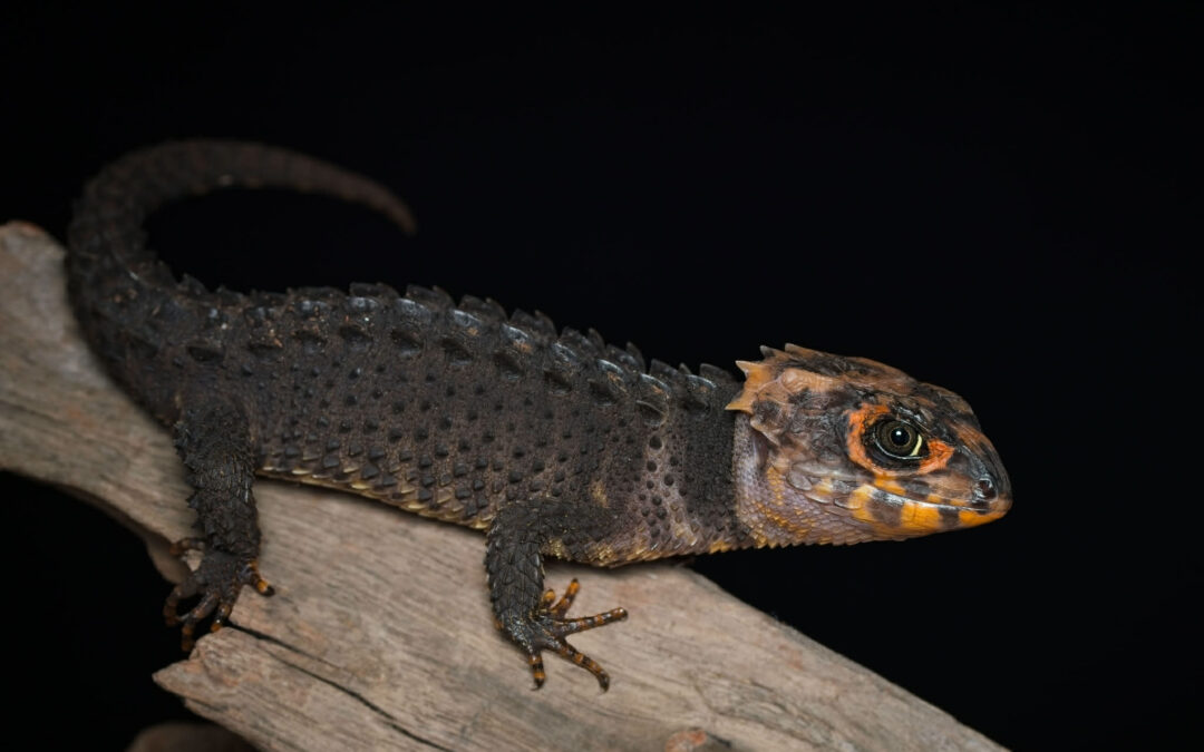 Red-eyed crocodile skink