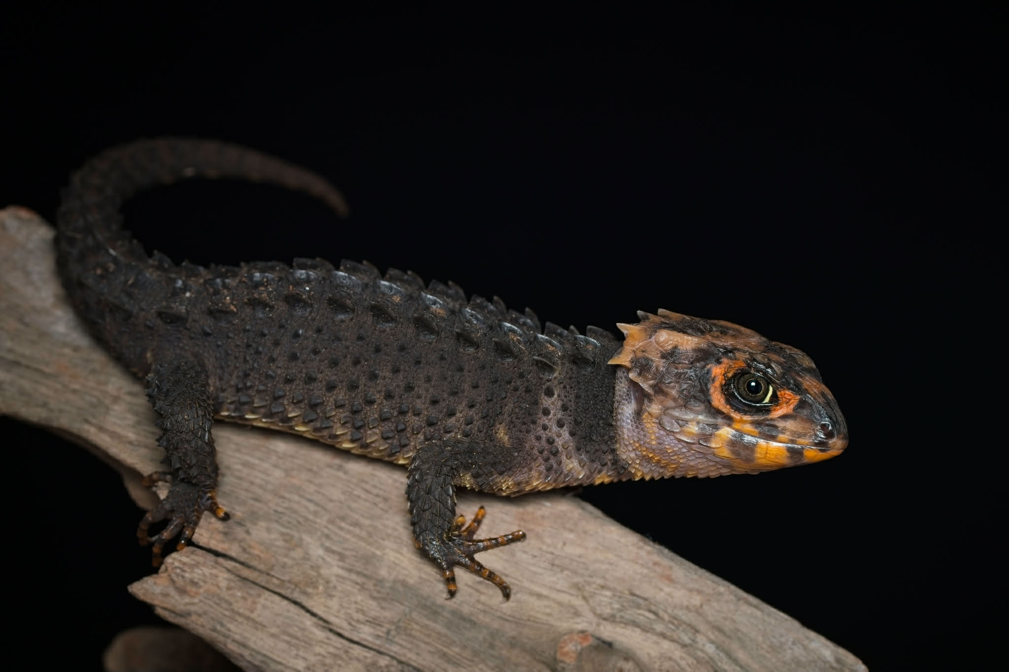 Red-eyed crocodile skink