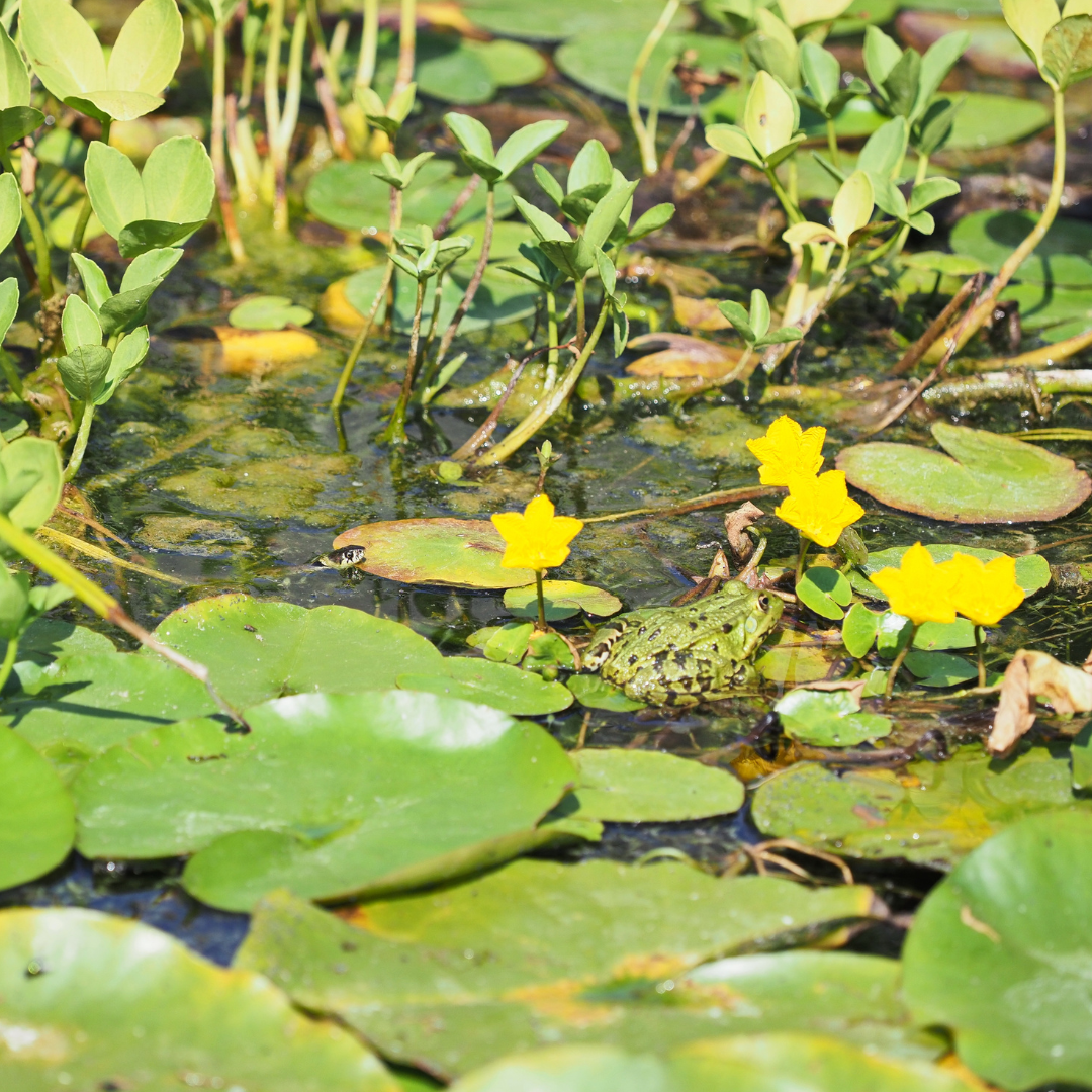 Amphibian Week how to help Amphibian Week how to help