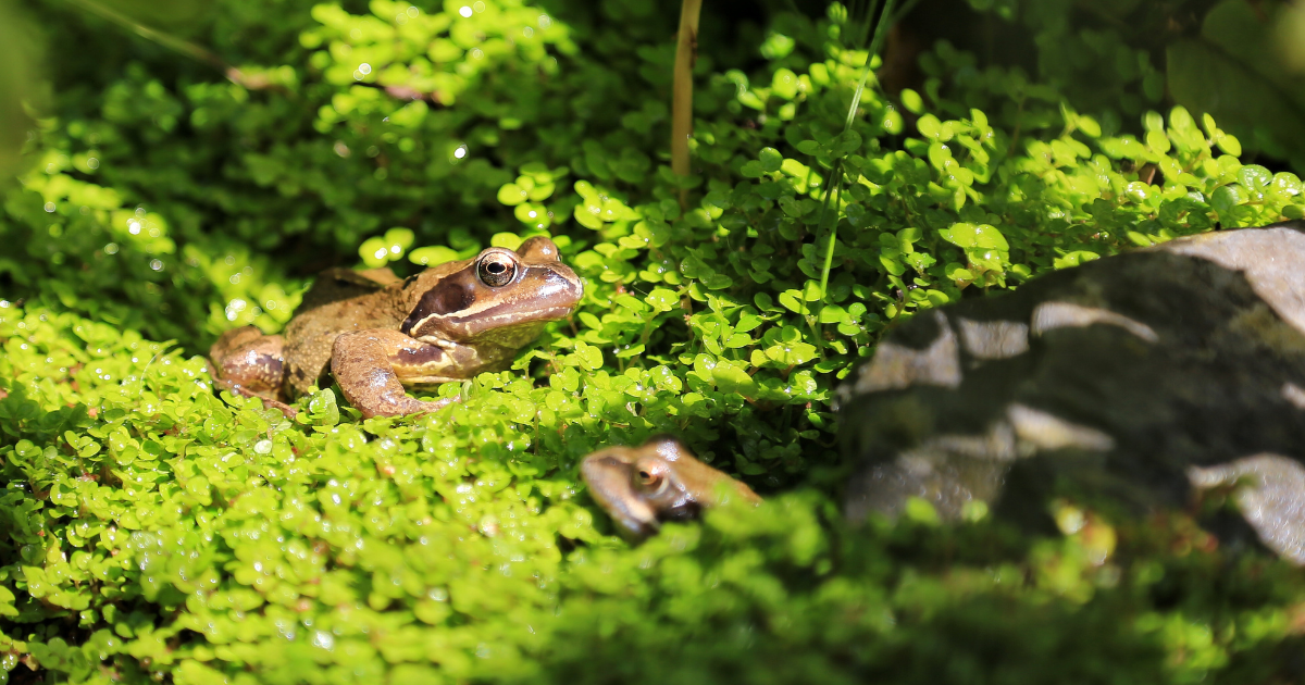 Amphibian Week
