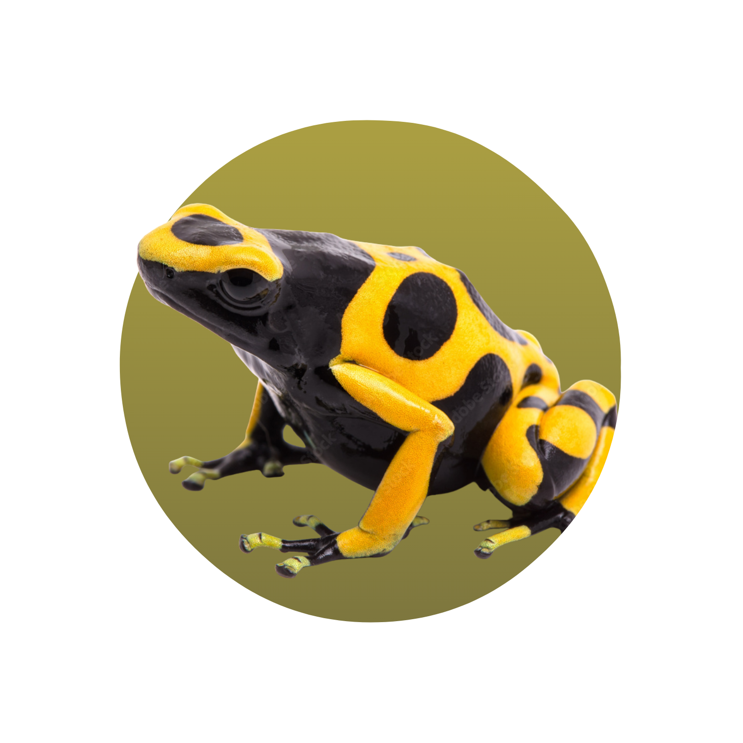 Bumblebee Poison Dart Frog