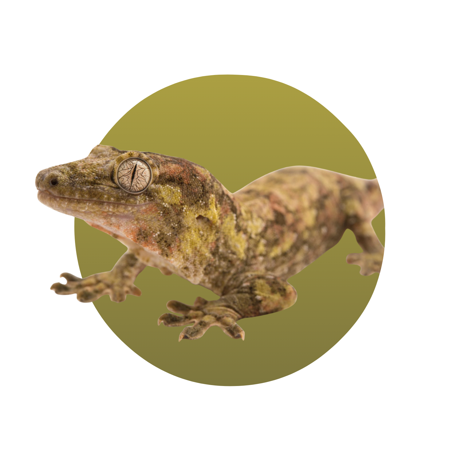 Caledonian Giant Gecko