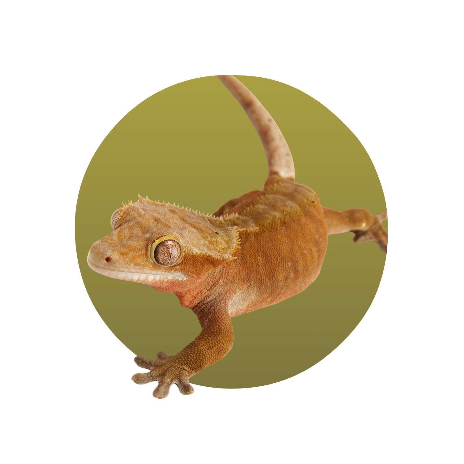 Crested Gecko