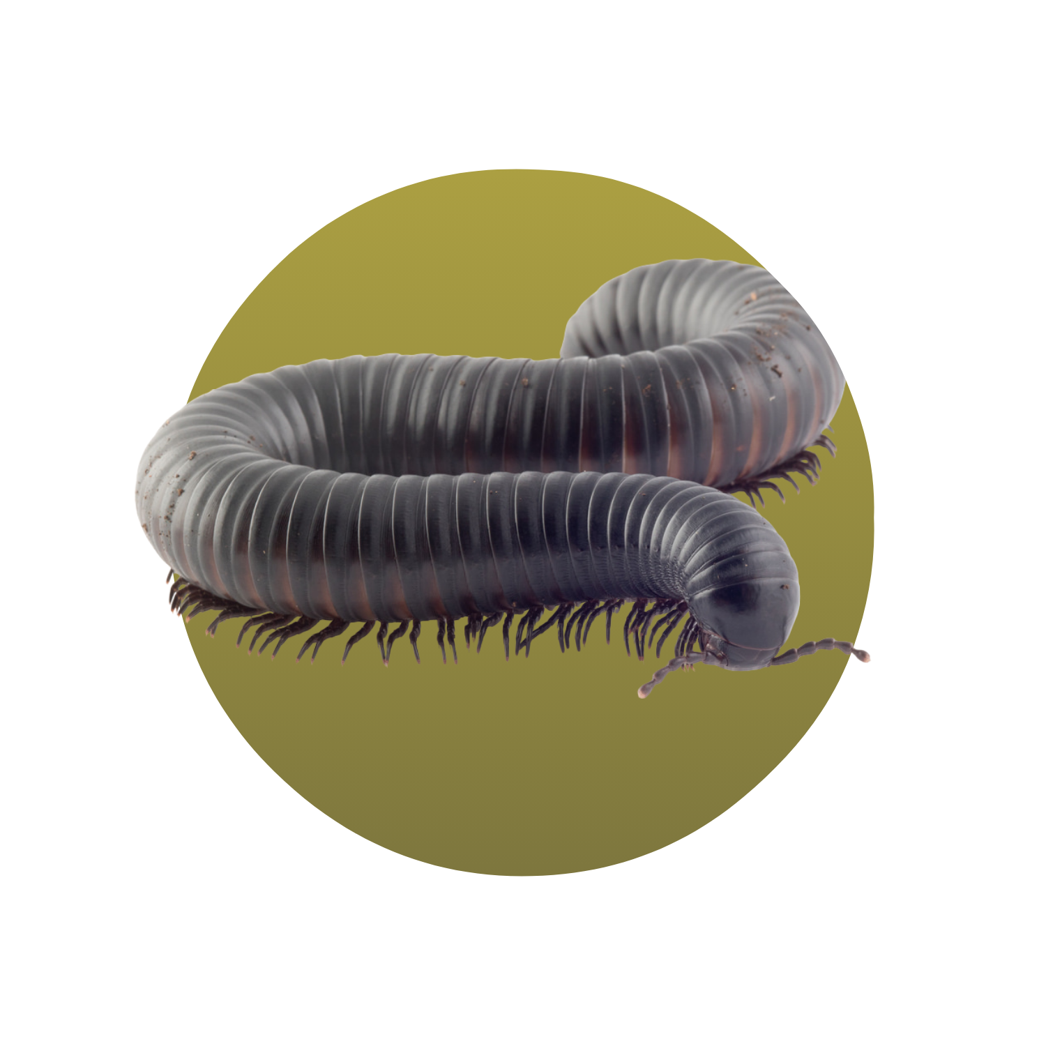 Giant African Millipede