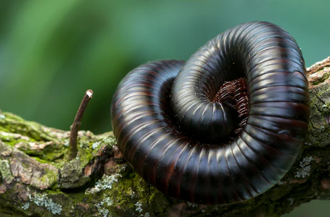 Giant African Millipede
