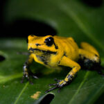 Golden Poison Frog