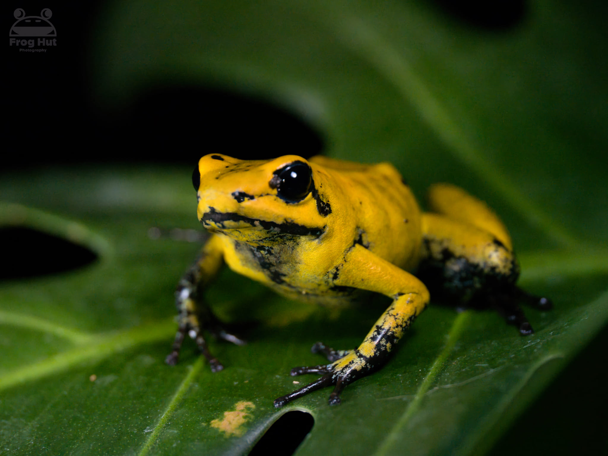 Golden Poison Frog 2 Golden Poison Frog