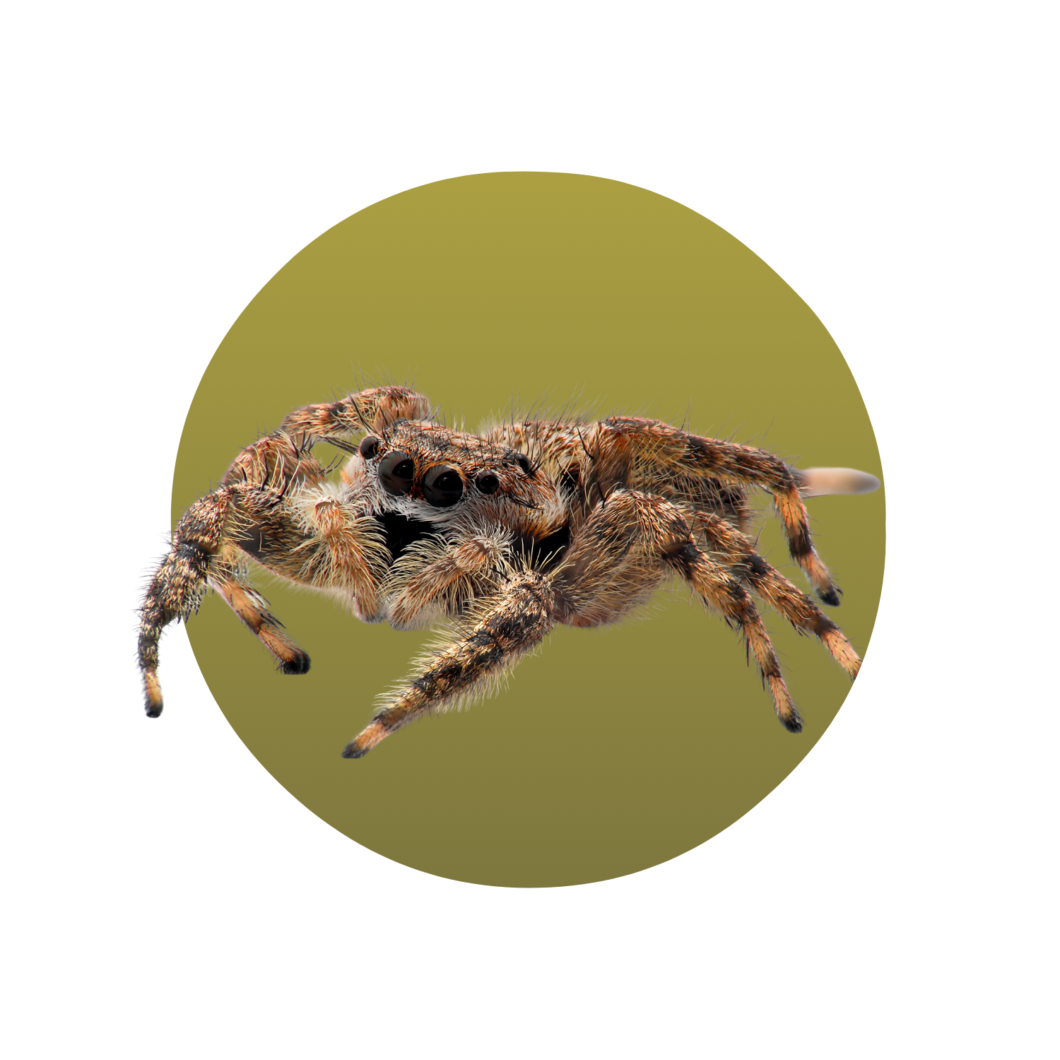 Jumping Spider