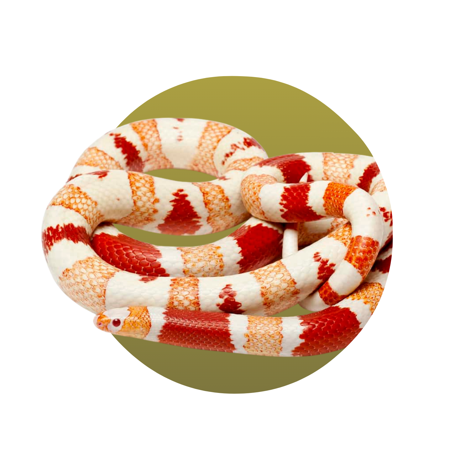 Milk Snake
