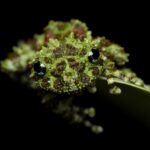 Mossy frog