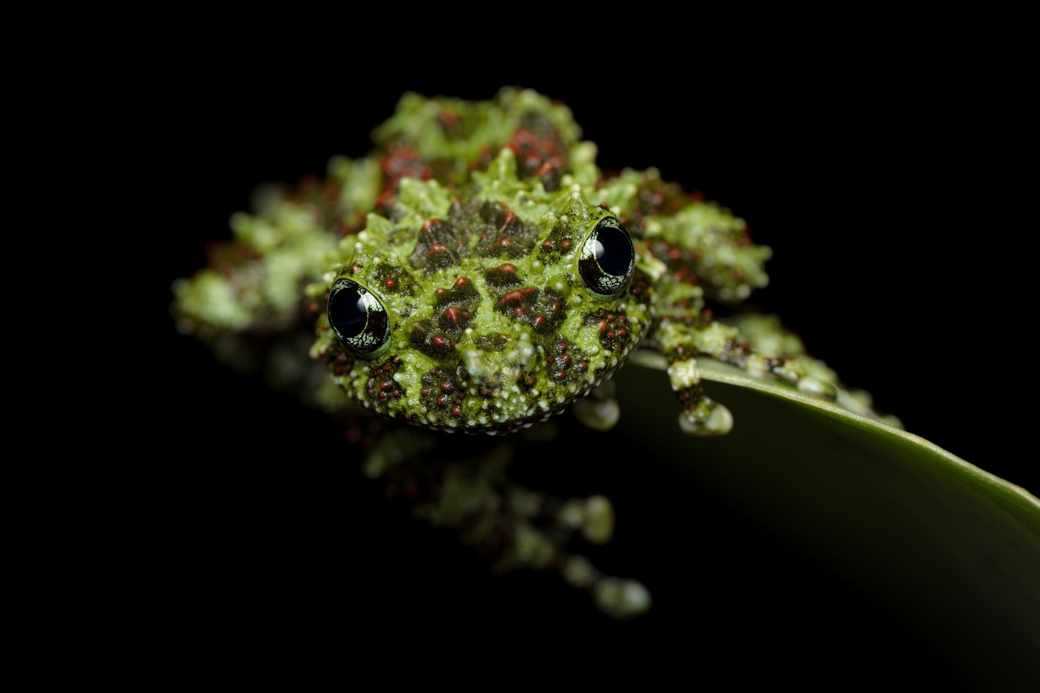 Mossy frog