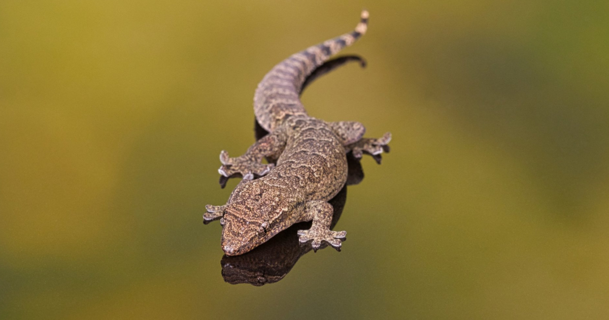Mourning Gecko