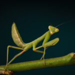 Praying Mantis