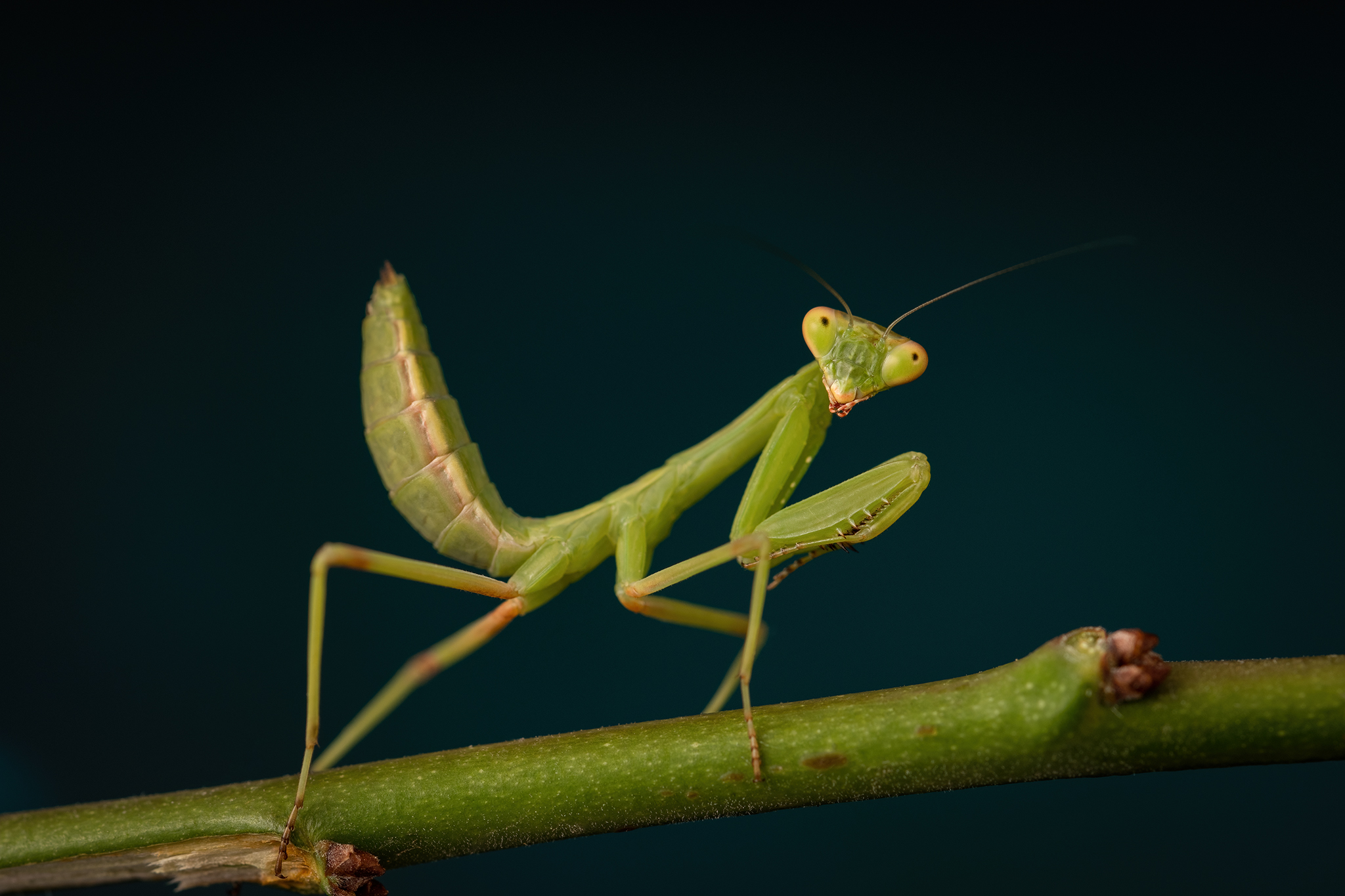 Praying Mantis Praying Mantis