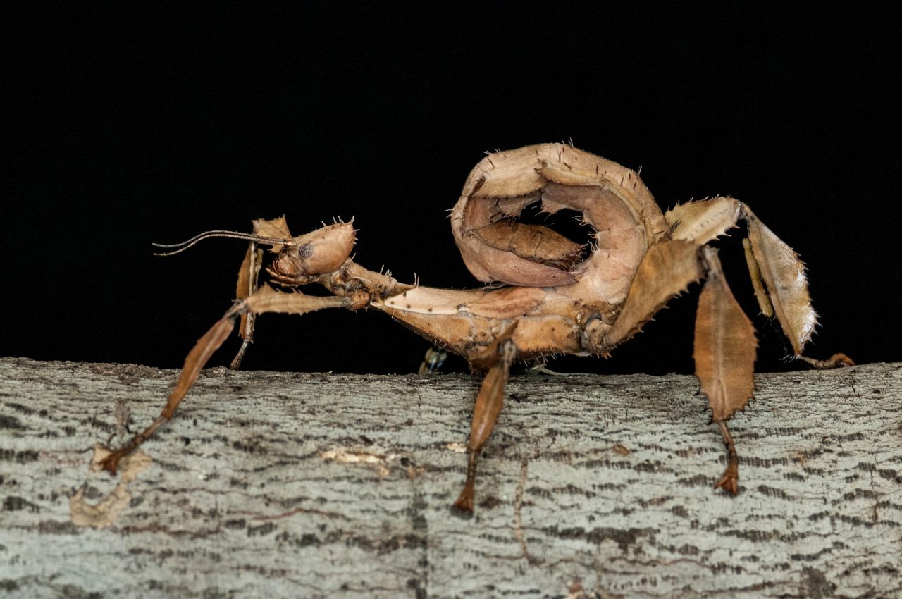 Prickly Stick Insect