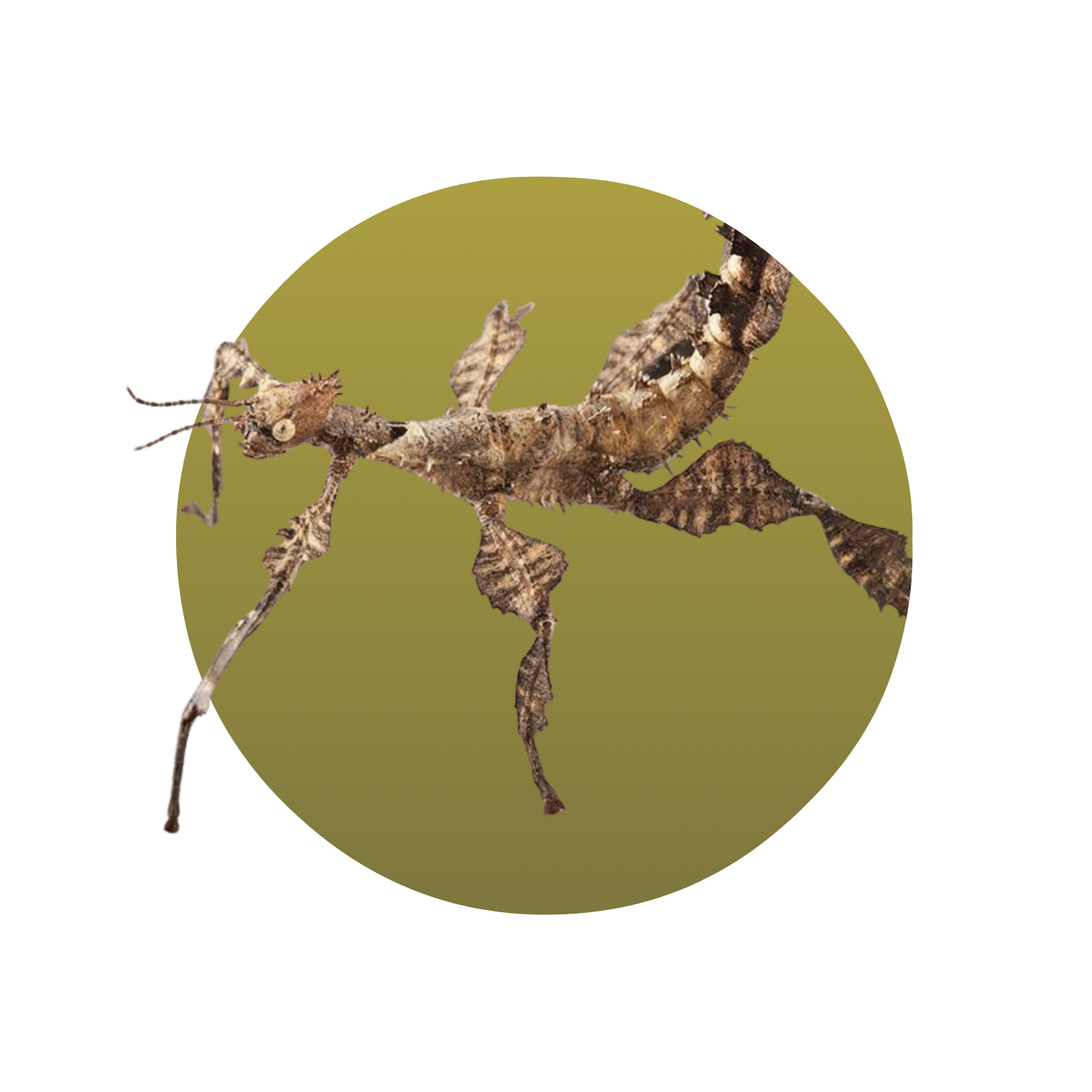 Prickly Stick Insect