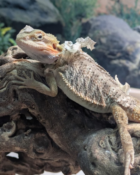 Why is my reptile shedding its skin more often in spring? - Smith's ...