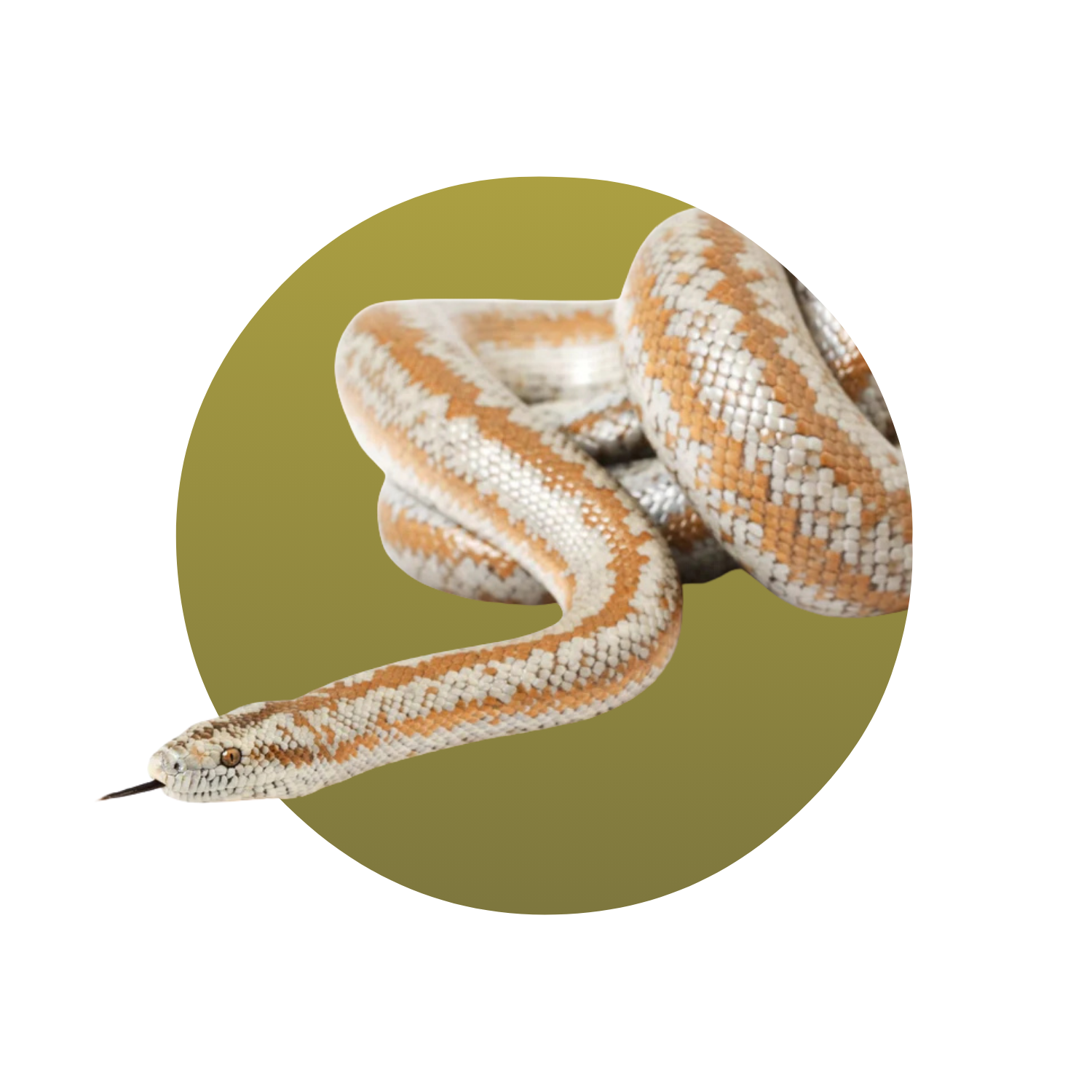 Rosy Boa Snake