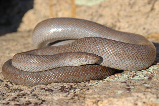 Rosy boa snake