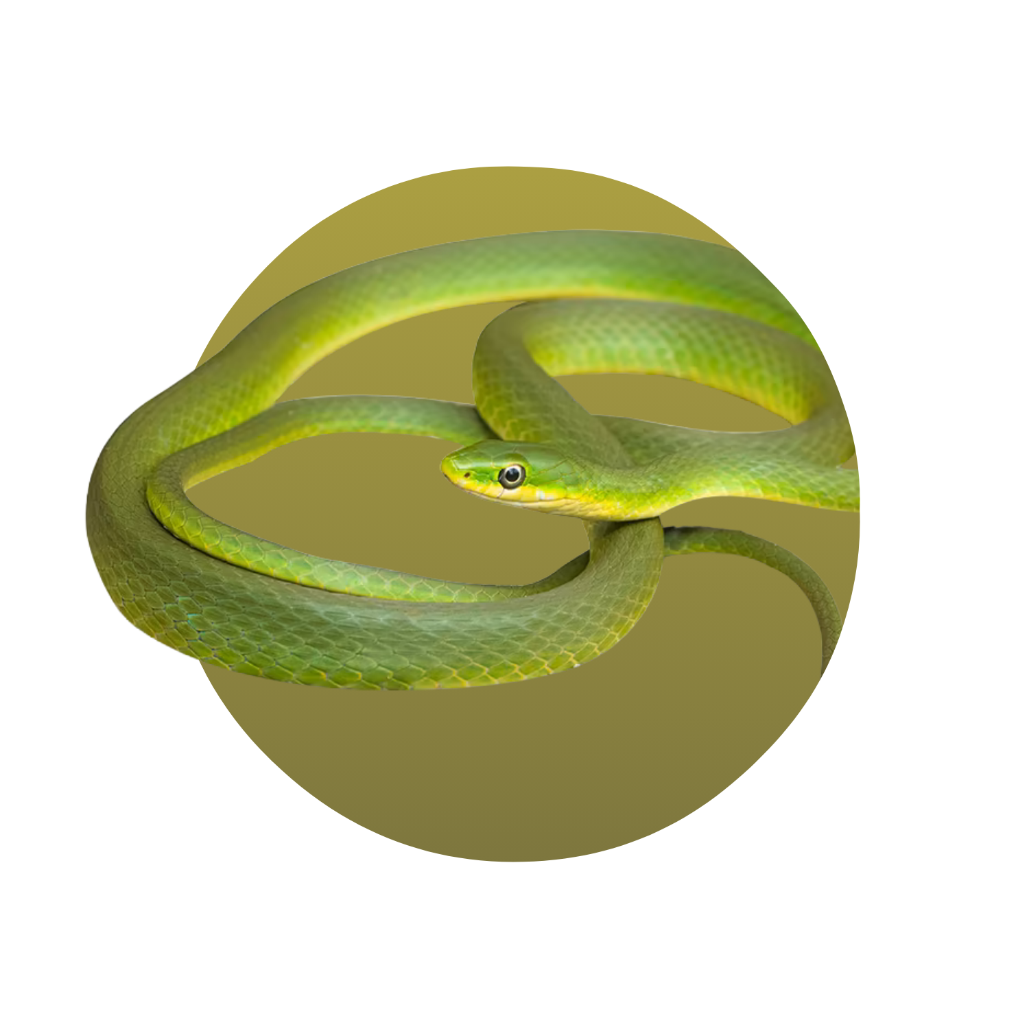 Rough Green Snake