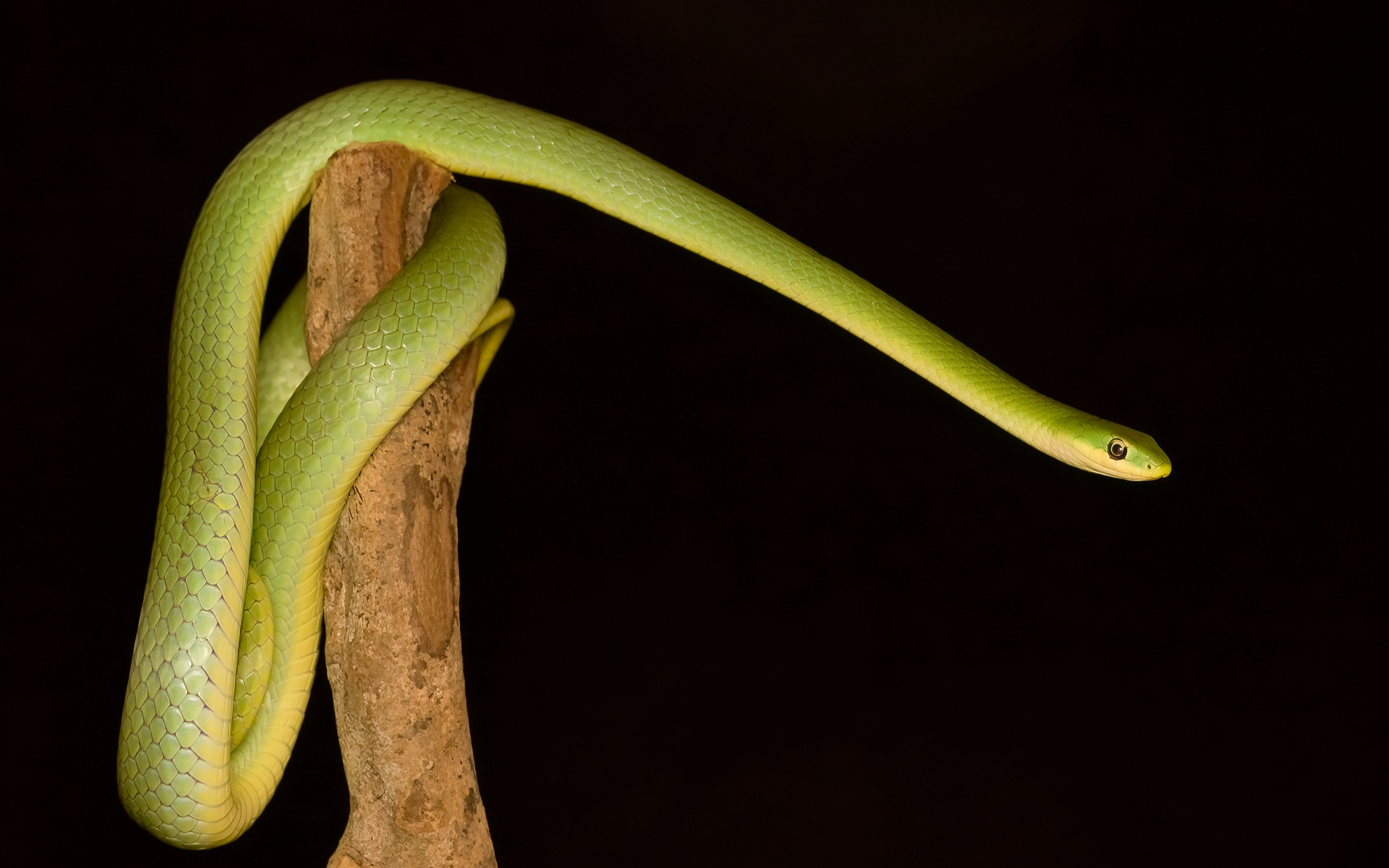 Rough Green Snake