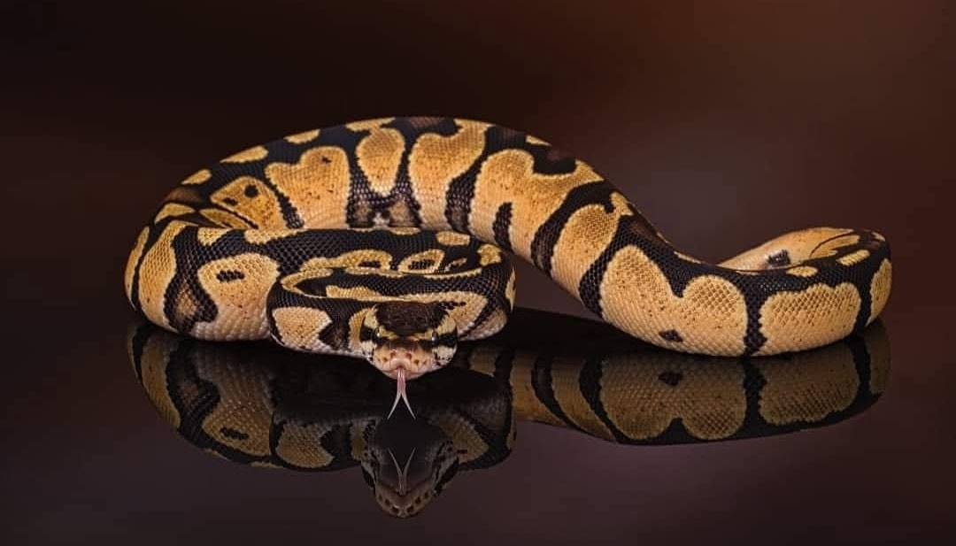 Royal Ball python