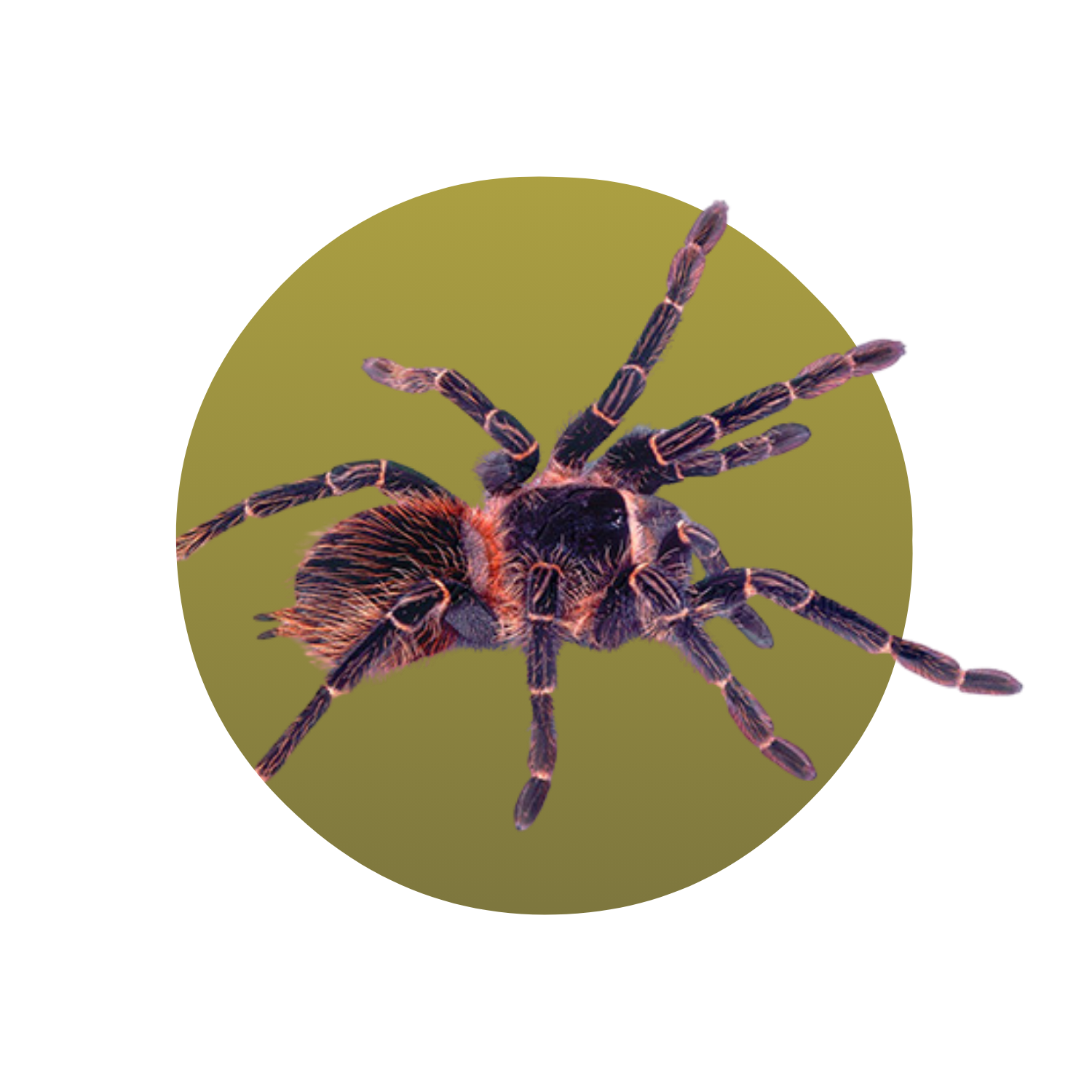 Salmon Pink Tarantula