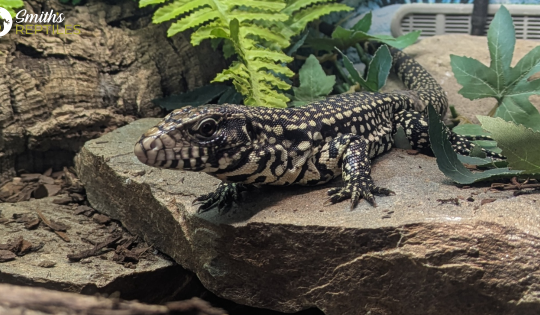 Argentine Black and White Tegu
