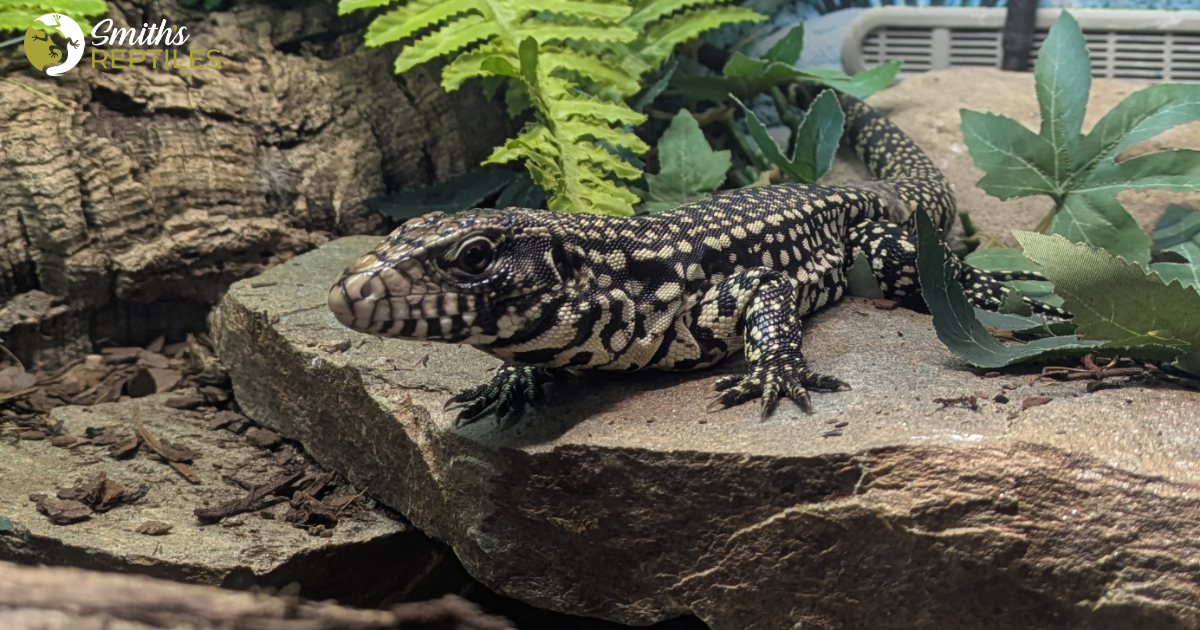 Argentine Black and White Tegu