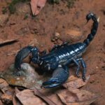 Thai Forest Scorpion