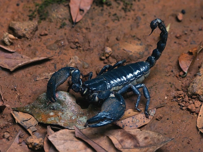 Thai Forest Scorpion Thai Forest Scorpion