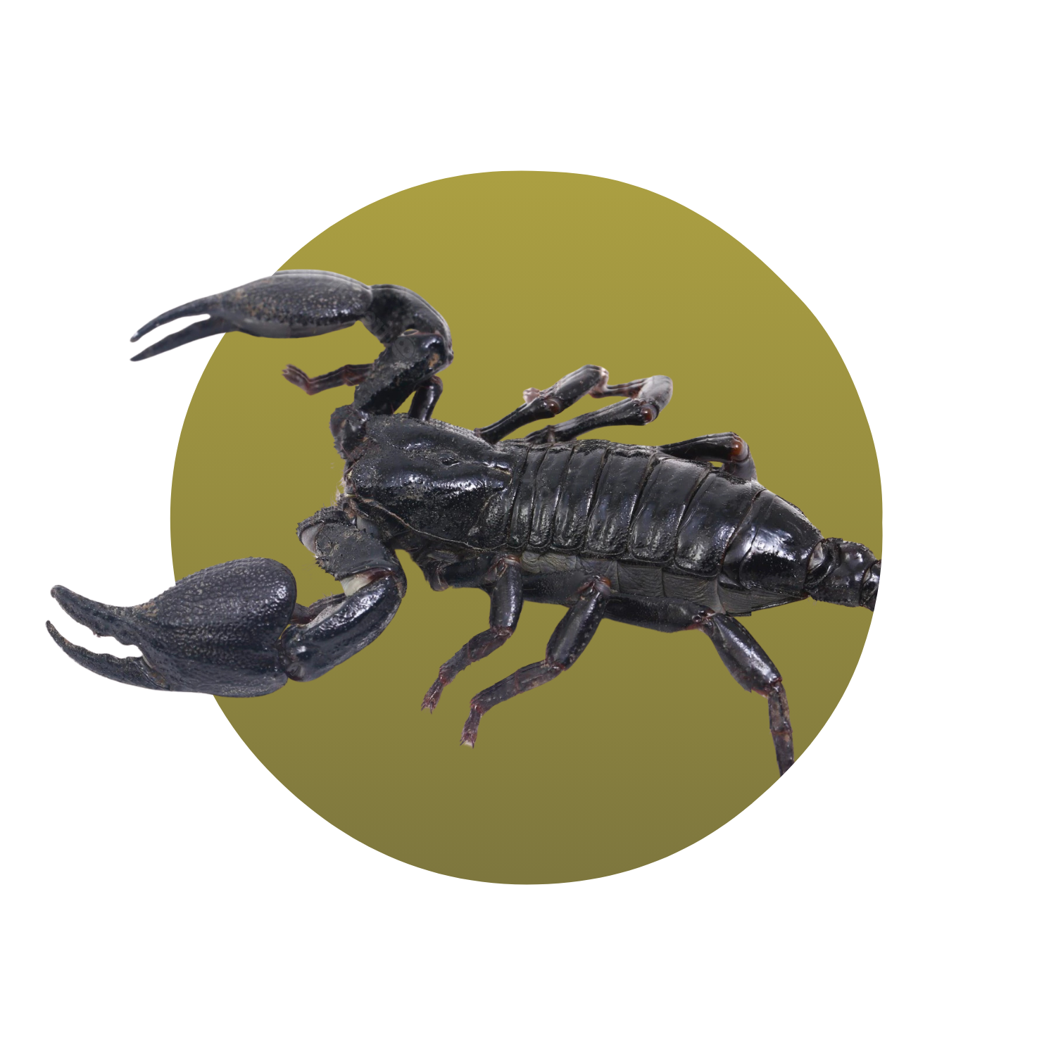 Thai Forest Scorpion