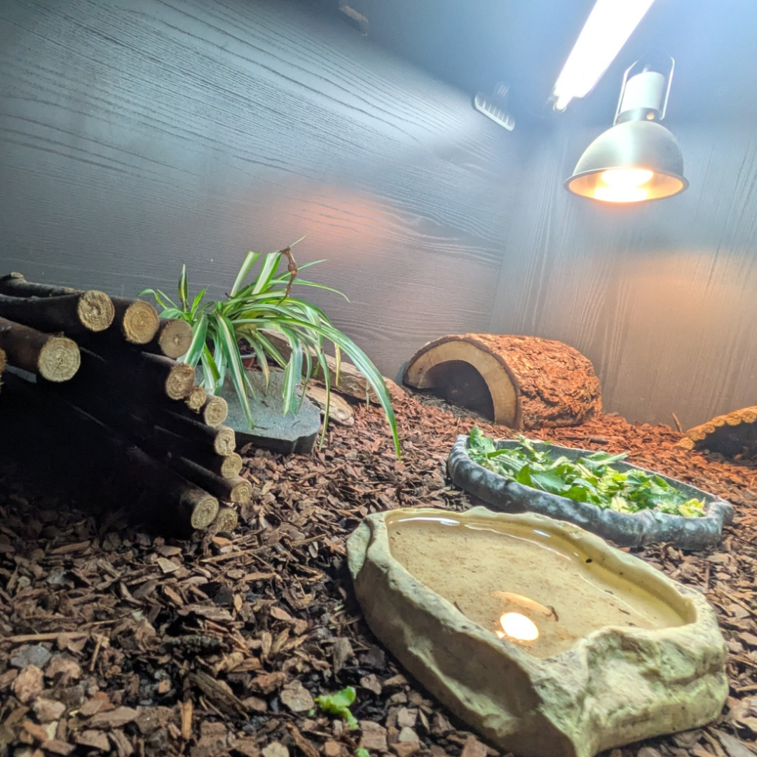 Do reptiles need UVB lighting?