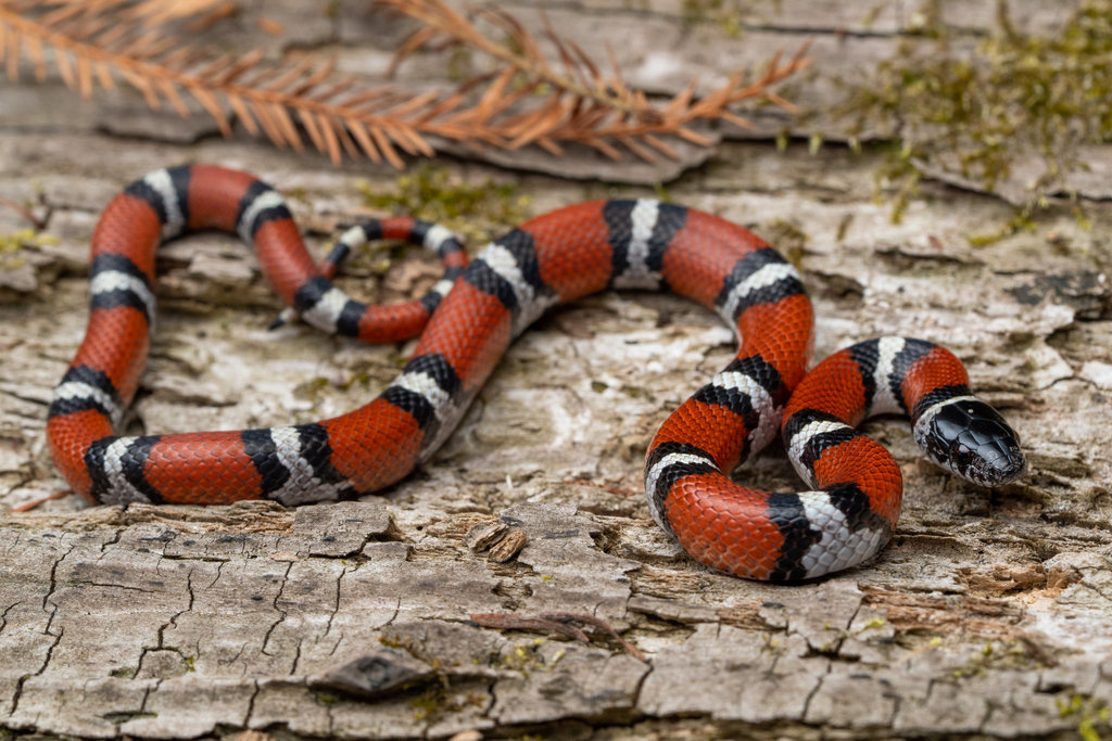 Western_milksnake
