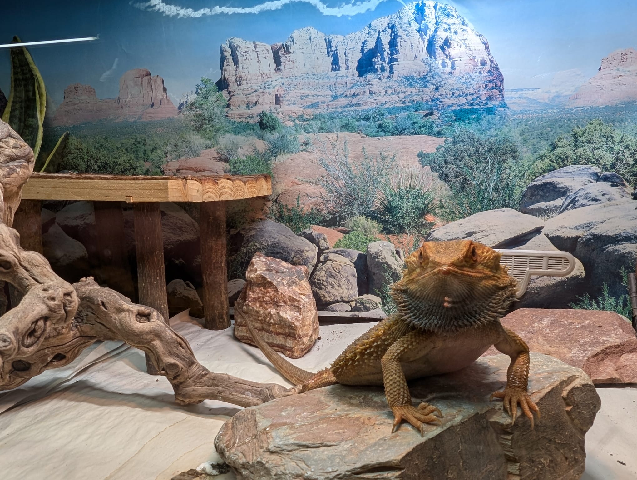 How much does it cost to keep a reptile in the UK?