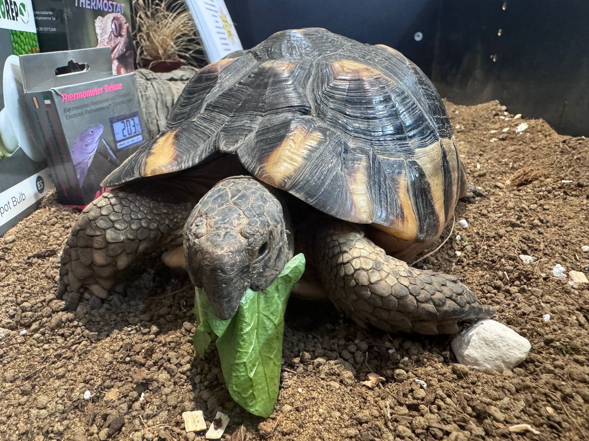 Tortoise Feeding at Smith's Pets