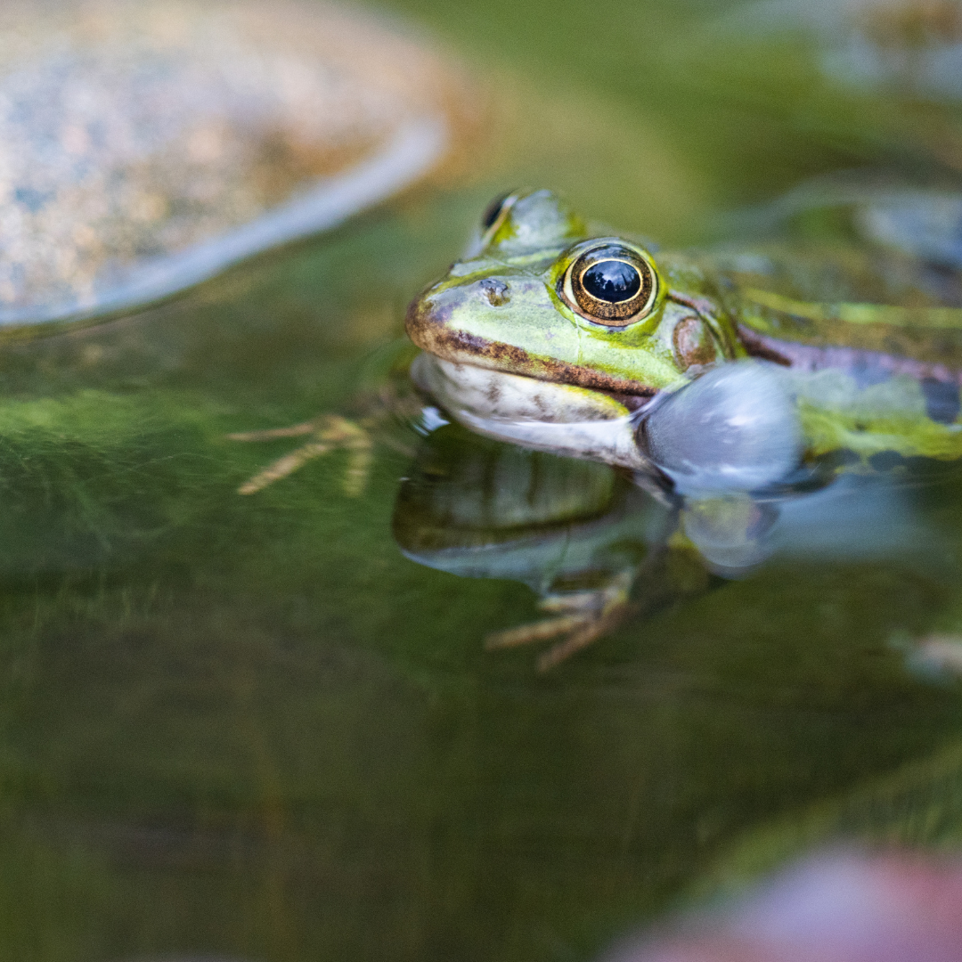 Why amphibian matters Why amphibian matters