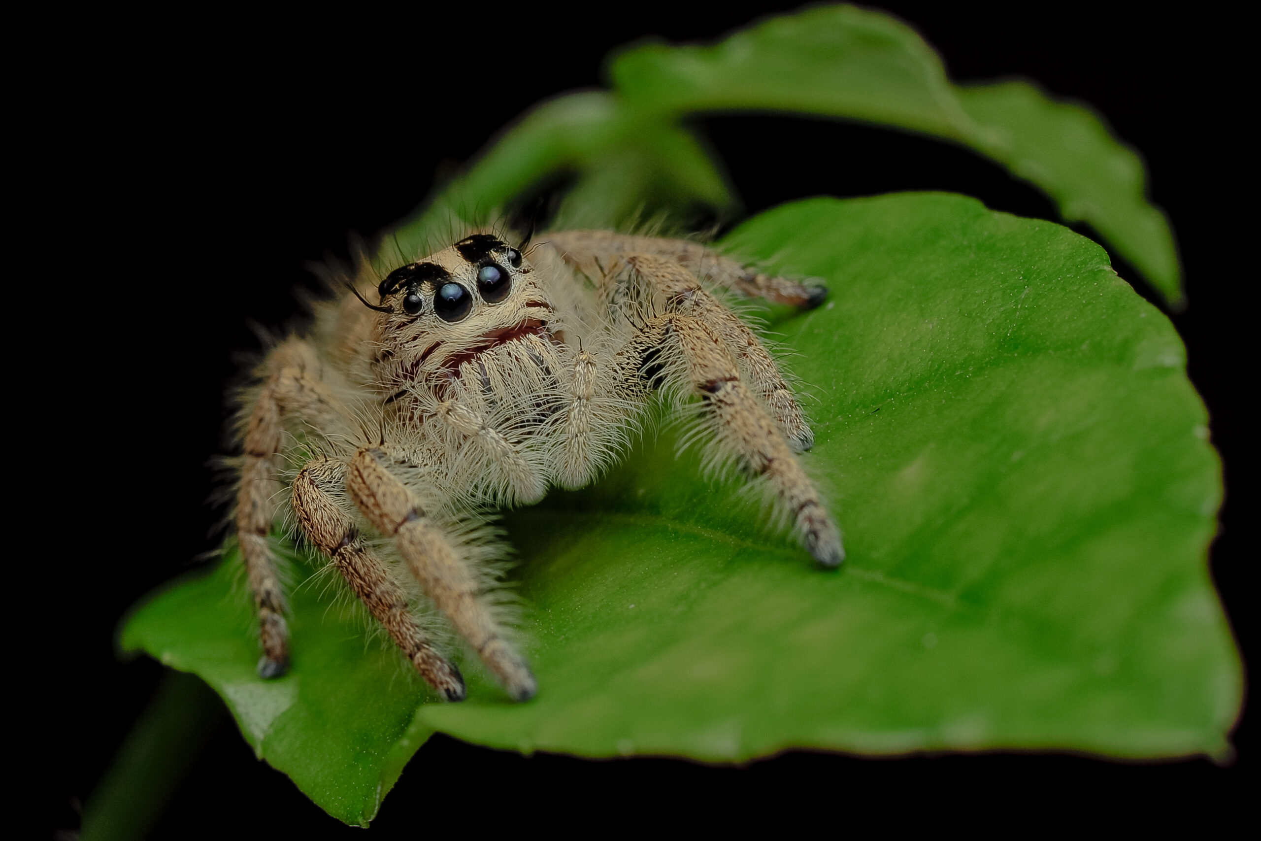 Tarantula