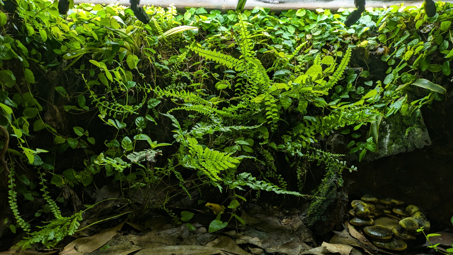 bioactive set up Smith's Reptiles Bioactive Set up Dart Frogs