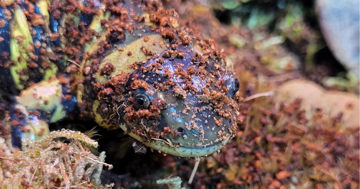 Fossorial species Fossorial species