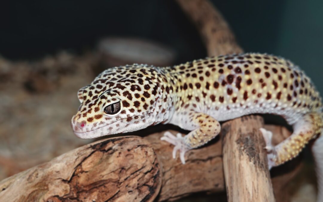 Leopard Gecko