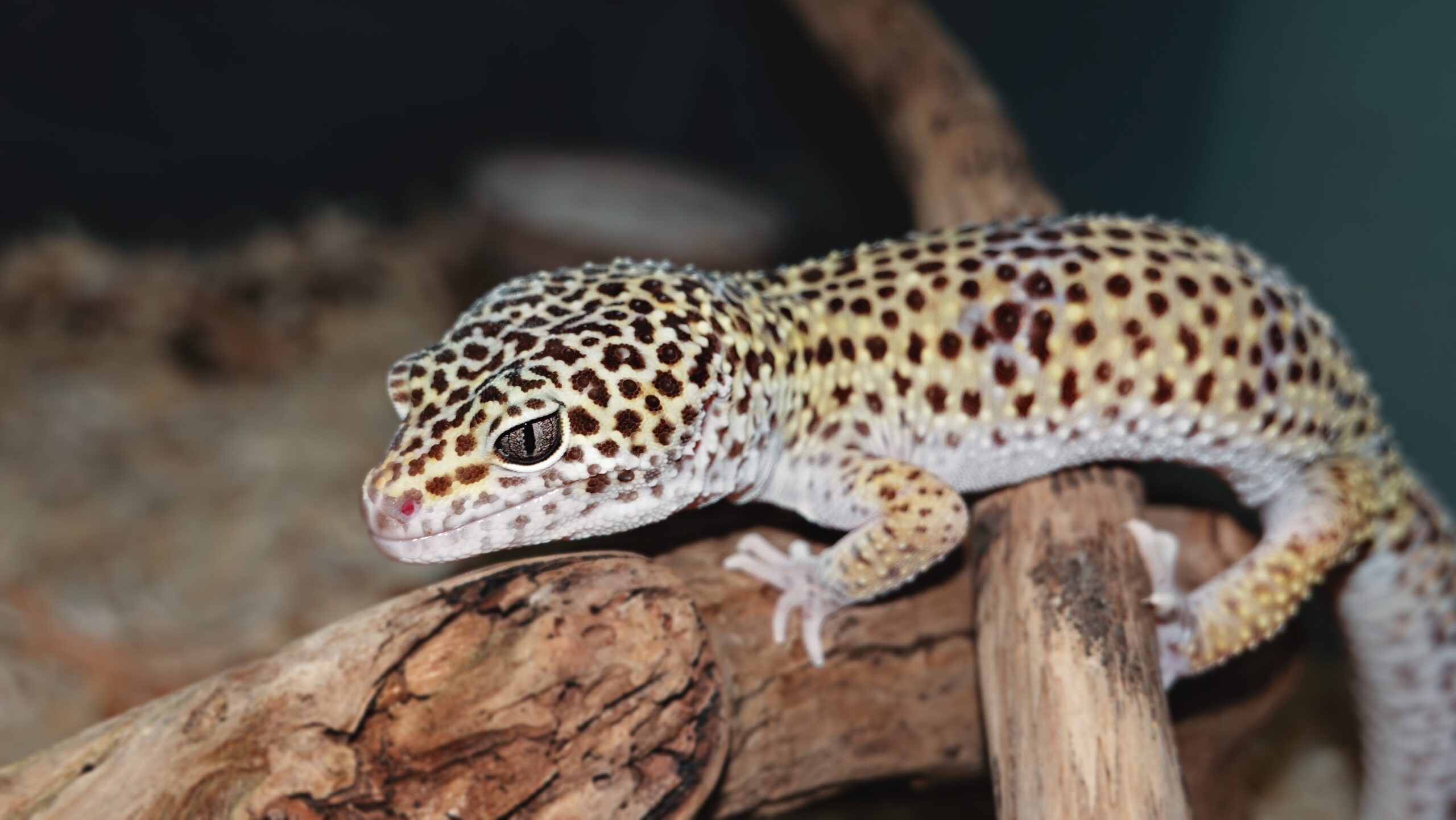 Salmon pink tarantula