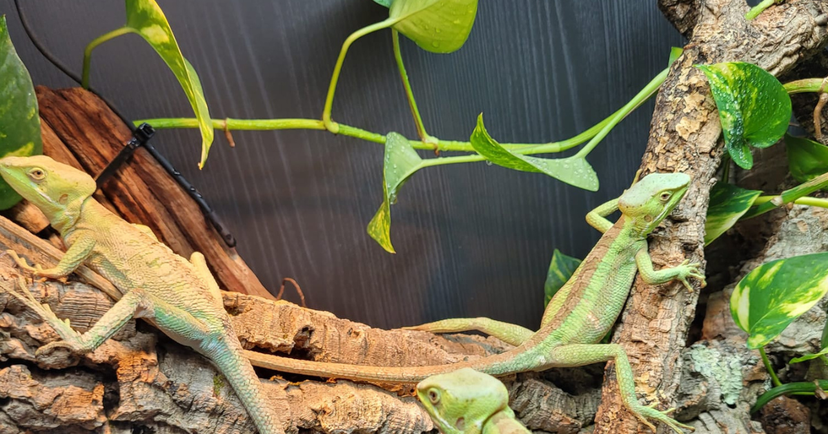 Arboreal species Arboreal species
