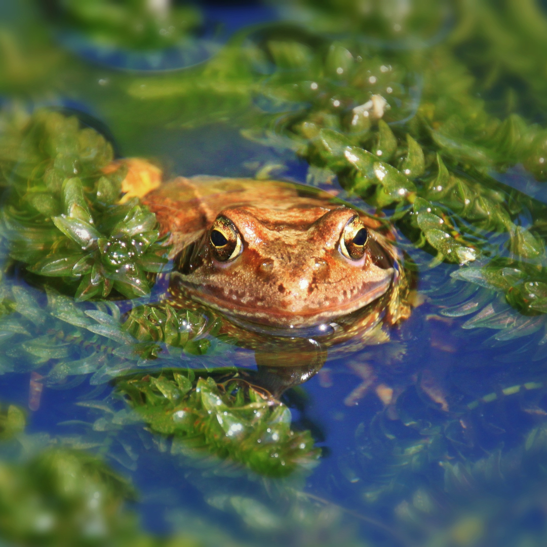 frogs dont drink water frogs dont drink water