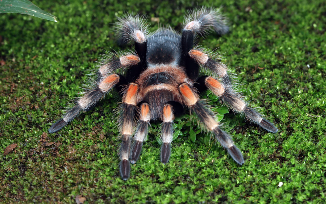 Salmon Pink Tarantula