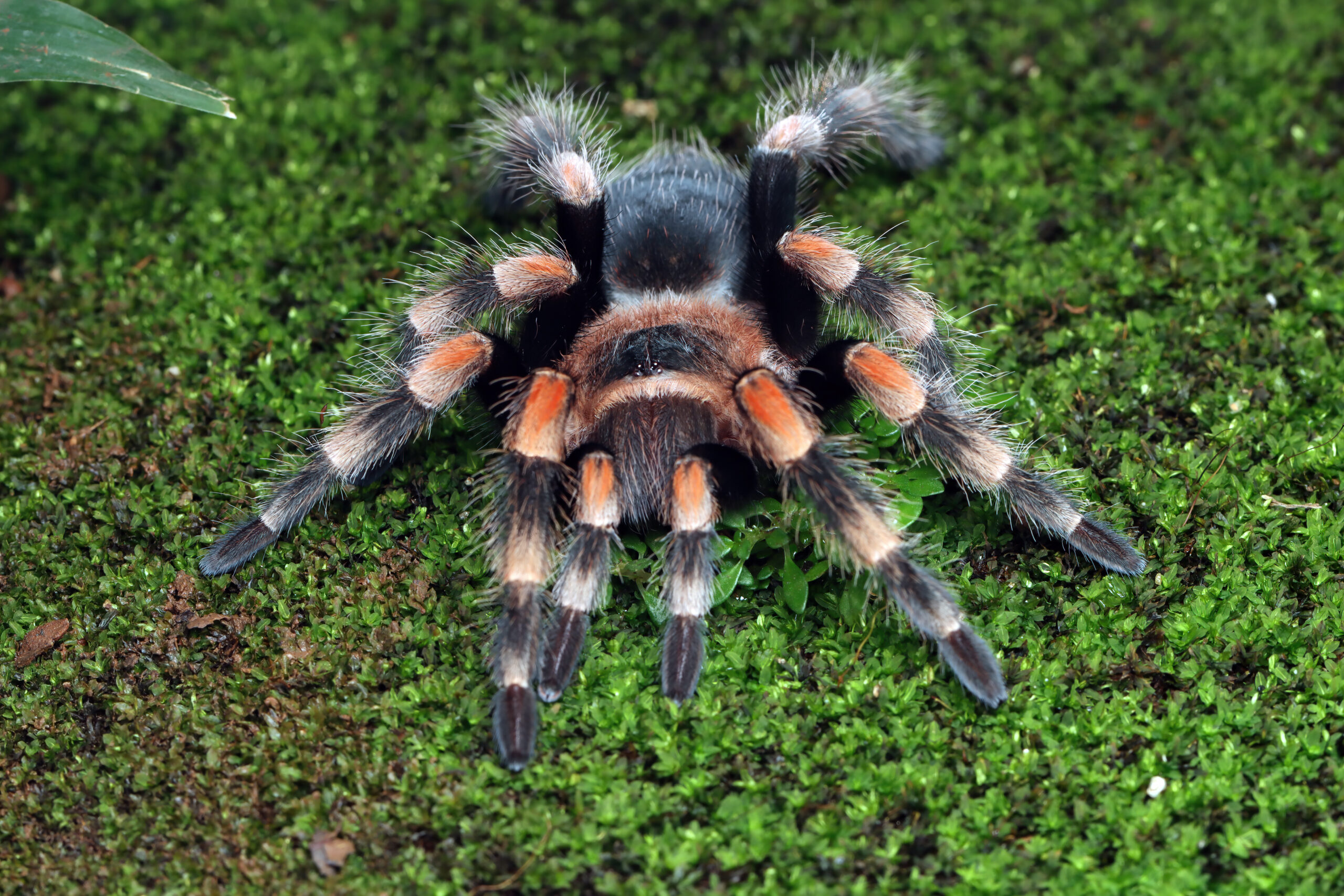 Salmon pink tarantula