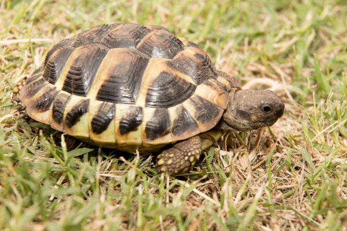 Hermann’s Tortoise