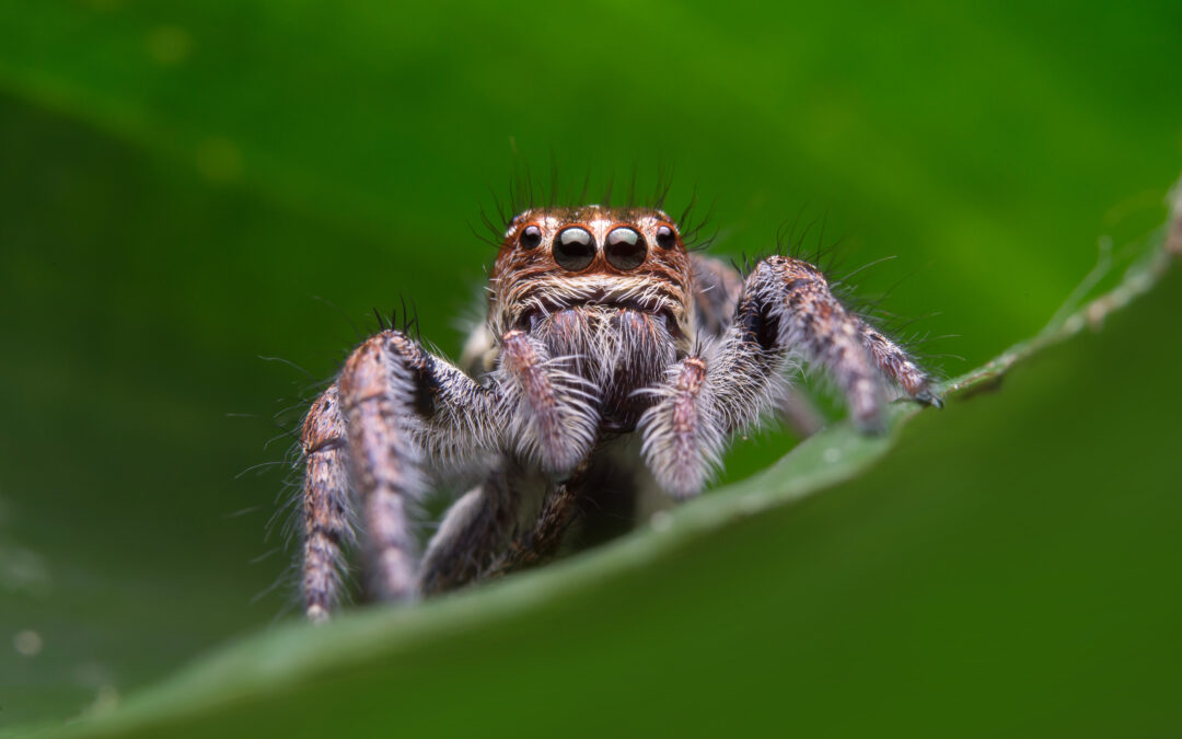 Jumping Spider
