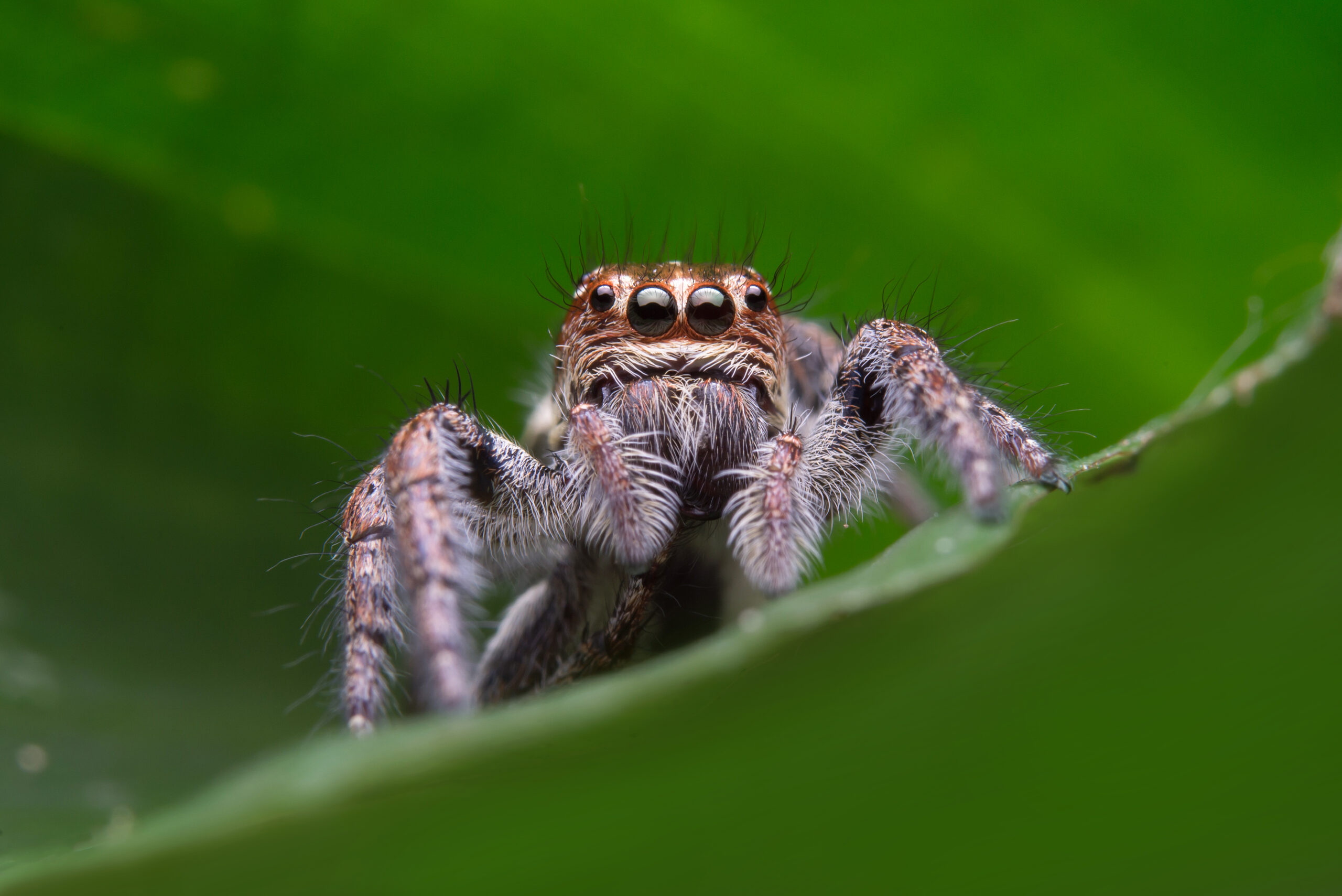 jumping-spider